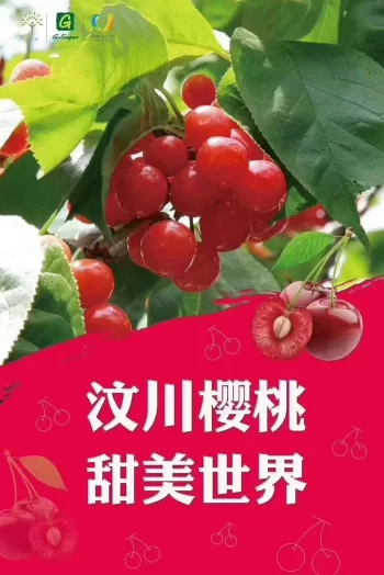 阿坝州的果果红了,你想吃汶川车厘子还是汶川甜樱桃?(图15) 阿坝州的果果红了,你想吃汶川车厘子还是汶川甜樱桃?(图15)