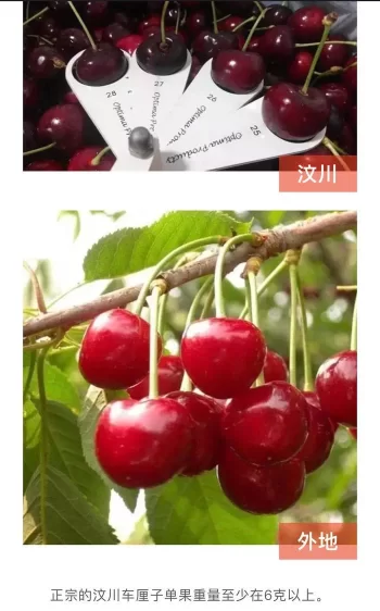 阿坝州的果果红了,你想吃汶川车厘子还是汶川甜樱桃?(图29) 阿坝州的果果红了,你想吃汶川车厘子还是汶川甜樱桃?(图29)