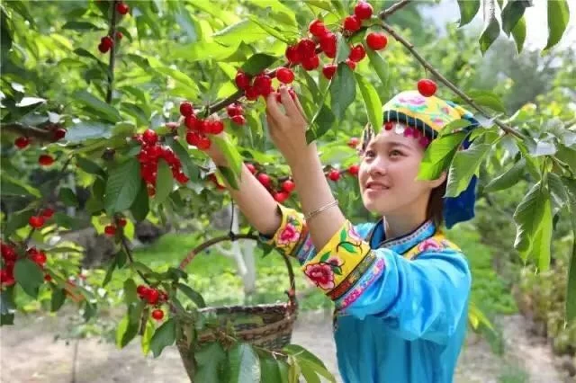 情系汶川,成都90后奶茶店老板定制汶川甜樱桃奶茶成网红(图6) 情系汶川,成都90后奶茶店老板定制汶川甜樱桃奶茶成网红(图6)