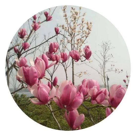 又见望春花开(图1)