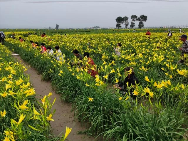 又是一年黄花香，古都大同迎客来：山西大同第二次黄花产业发展大会召开(图2)