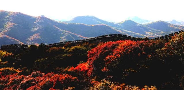 八达岭长城:雄关巍峨尽沧桑 红叶妆点更灿烂(图11) 八达岭长城:雄关巍峨尽沧桑 红叶妆点更灿烂(图11)