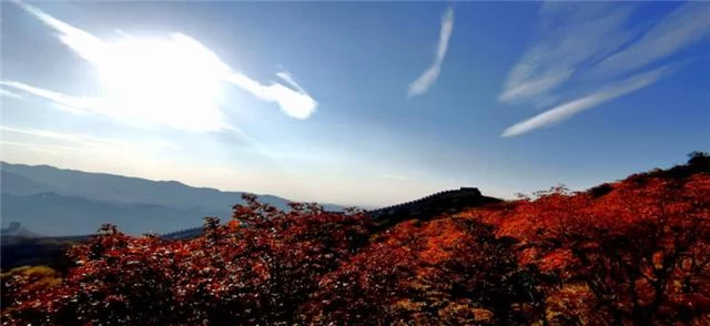 八达岭长城:雄关巍峨尽沧桑 红叶妆点更灿烂(图12) 八达岭长城:雄关巍峨尽沧桑 红叶妆点更灿烂(图12)