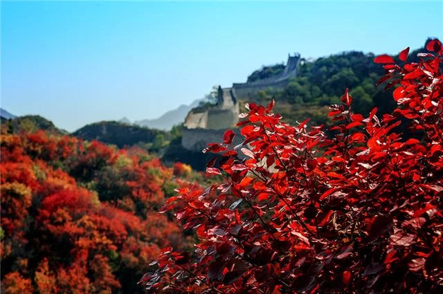 八达岭长城:雄关巍峨尽沧桑 红叶妆点更灿烂(图3) 八达岭长城:雄关巍峨尽沧桑 红叶妆点更灿烂(图3)