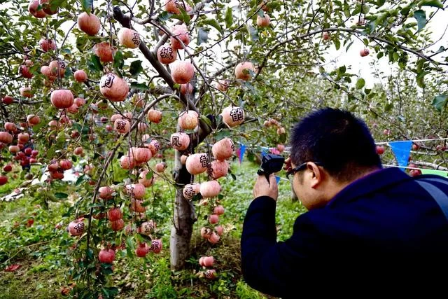 山西临汾:2020年吉县苹果文化艺术节启幕(图3) 山西临汾:2020年吉县苹果文化艺术节启幕(图3)