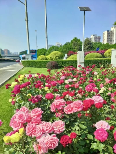 战“疫”东城丨许你一路繁花(图6)