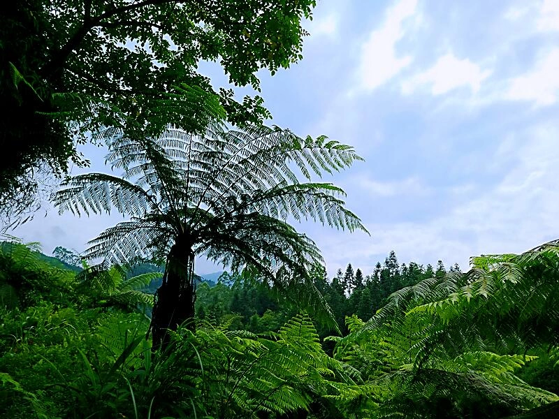 云中蜀山醉罢酒，又饮蜀山遇仙茶——访云中蜀山当代掌门龙顺建儒(图3)