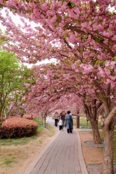 河南鹤壁淇滨区：游客赏花更护花 满城文明处处景(图2)