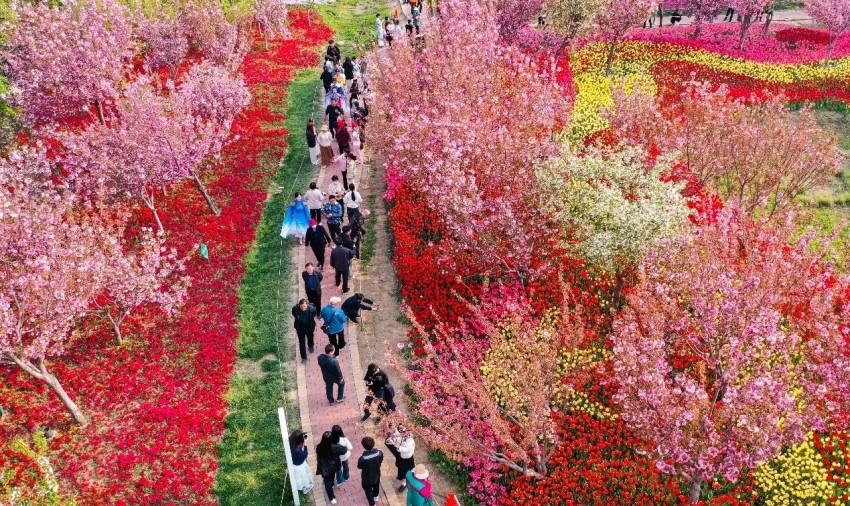 樱花与国风的完美结合——鹤壁樱花季奏响春日华章(图1)