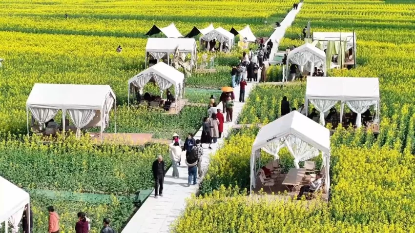 新华视点|春日盛景赋能“花经济” 文旅融合焕发新活力(图4) 新华视点|春日盛景赋能“花经济” 文旅融合焕发新活力(图4)