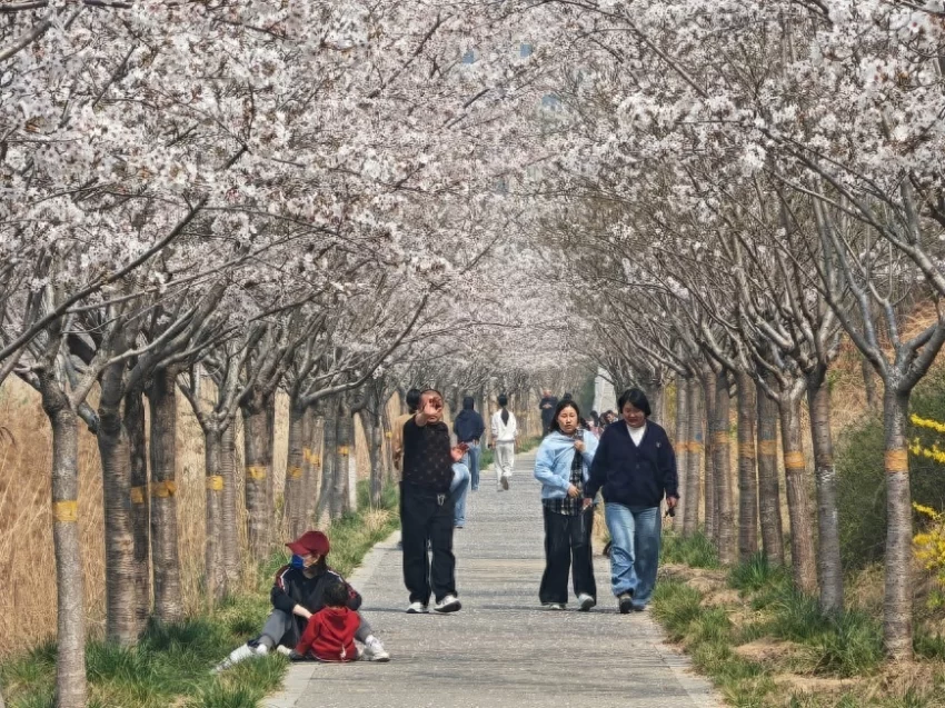 春樱绽芳华 鹤城迎宾客,邀您共赴鹤壁樱花之约(图1) 春樱绽芳华 鹤城迎宾客,邀您共赴鹤壁樱花之约(图1)