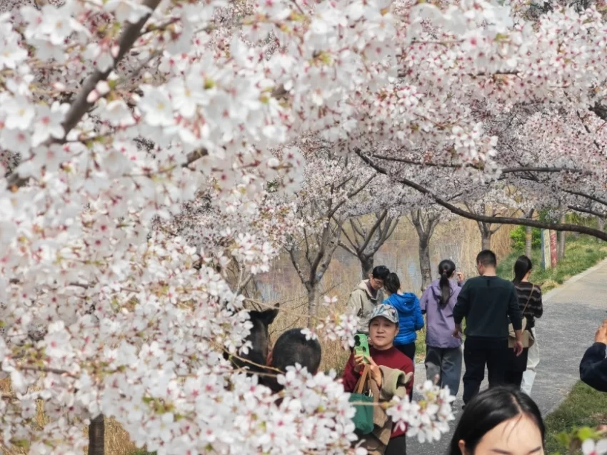 春樱绽芳华 鹤城迎宾客,邀您共赴鹤壁樱花之约(图2) 春樱绽芳华 鹤城迎宾客,邀您共赴鹤壁樱花之约(图2)